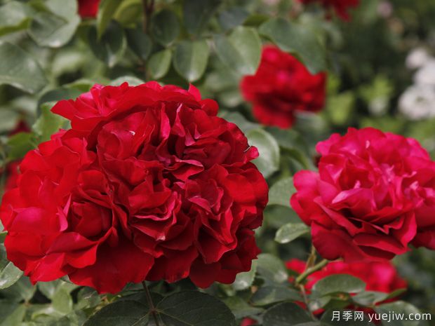 火焰山月季的优缺点是什么？(图1)