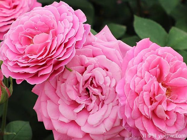 天路月季(俞红强)(图2)