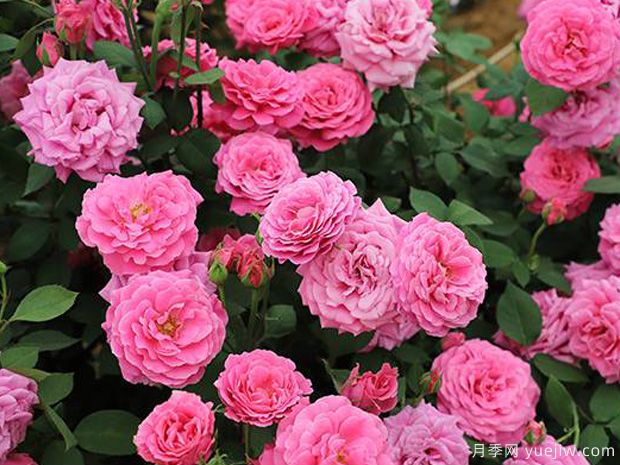 天路月季(俞红强)(图3)