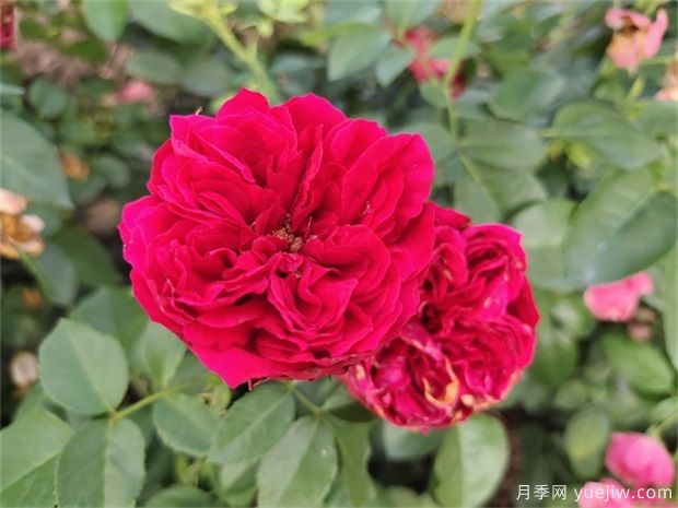 推荐11个优秀红色系藤本月季品种(图1) 推荐11个优秀红色系藤本月季品种(图1)