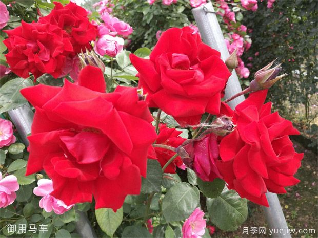 推荐11个优秀红色系藤本月季品种(图2) 推荐11个优秀红色系藤本月季品种(图2)