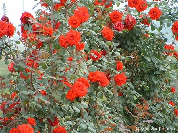推荐11个优秀红色系藤本月季品种(图3) 推荐11个优秀红色系藤本月季品种(图3)