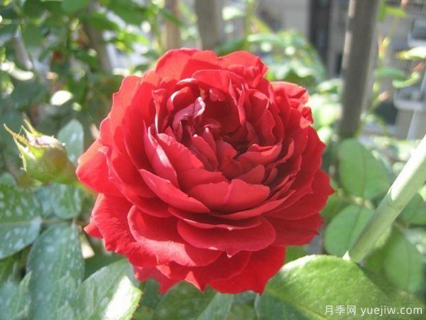 推荐11个优秀红色系藤本月季品种(图5) 推荐11个优秀红色系藤本月季品种(图5)