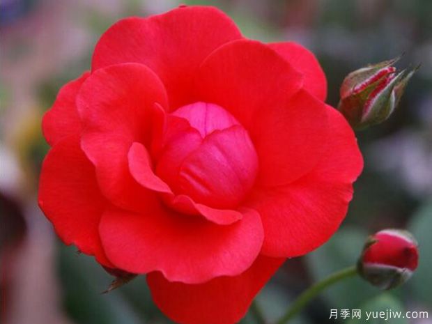 推荐11个优秀红色系藤本月季品种(图4) 推荐11个优秀红色系藤本月季品种(图4)