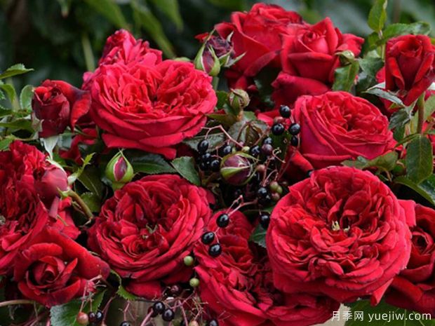 推荐11个优秀红色系藤本月季品种(图8) 推荐11个优秀红色系藤本月季品种(图8)