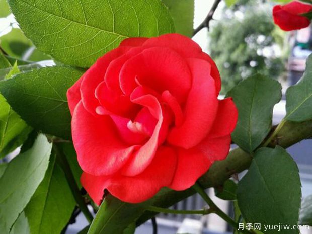 推荐11个优秀红色系藤本月季品种(图9) 推荐11个优秀红色系藤本月季品种(图9)