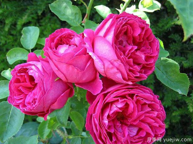 推荐11个优秀红色系藤本月季品种(图11) 推荐11个优秀红色系藤本月季品种(图11)