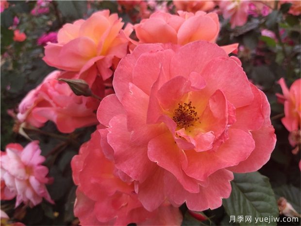 十大爬藤月季品种排名,工程和庭院的必备选择(图5) 十大爬藤月季品种排名,工程和庭院的必备选择(图5)