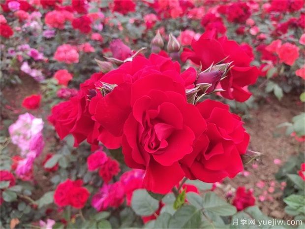 十大爬藤月季品种排名,工程和庭院的必备选择(图6) 十大爬藤月季品种排名,工程和庭院的必备选择(图6)