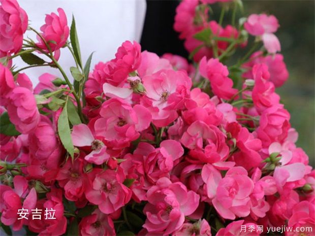 十大爬藤月季品种排名,工程和庭院的必备选择(图1) 十大爬藤月季品种排名,工程和庭院的必备选择(图1)