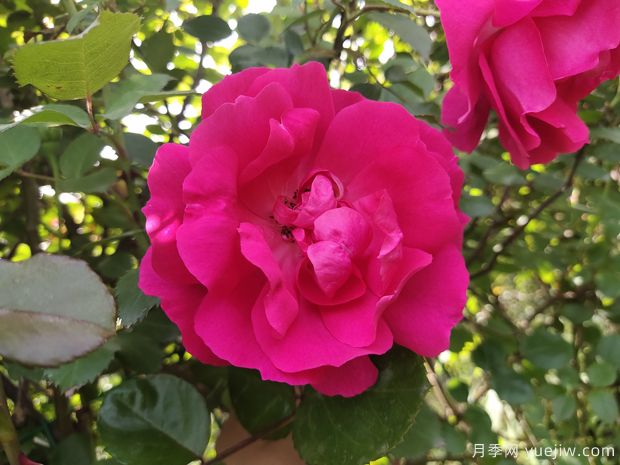 十大爬藤月季品种排名,工程和庭院的必备选择(图2) 十大爬藤月季品种排名,工程和庭院的必备选择(图2)