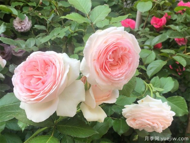 十大爬藤月季品种排名,工程和庭院的必备选择(图3) 十大爬藤月季品种排名,工程和庭院的必备选择(图3)