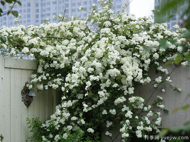 十大爬藤月季品种排名,工程和庭院的必备选择(图8) 十大爬藤月季品种排名,工程和庭院的必备选择(图8)