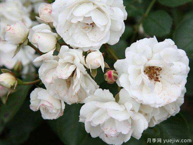 十大爬藤月季品种排名,工程和庭院的必备选择(图10) 十大爬藤月季品种排名,工程和庭院的必备选择(图10)