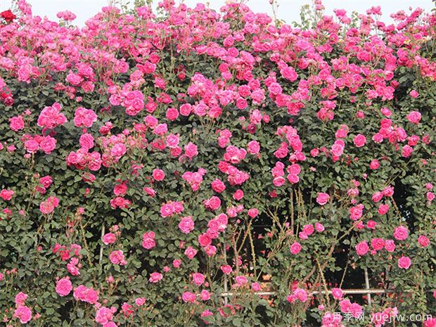 推荐10个花期最长的藤本月季品种(图3) 推荐10个花期最长的藤本月季品种(图3)