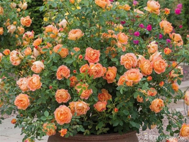 推荐10个花期最长的藤本月季品种(图5) 推荐10个花期最长的藤本月季品种(图5)