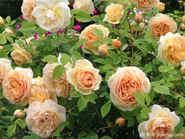推荐10个花期最长的藤本月季品种(图9) 推荐10个花期最长的藤本月季品种(图9)