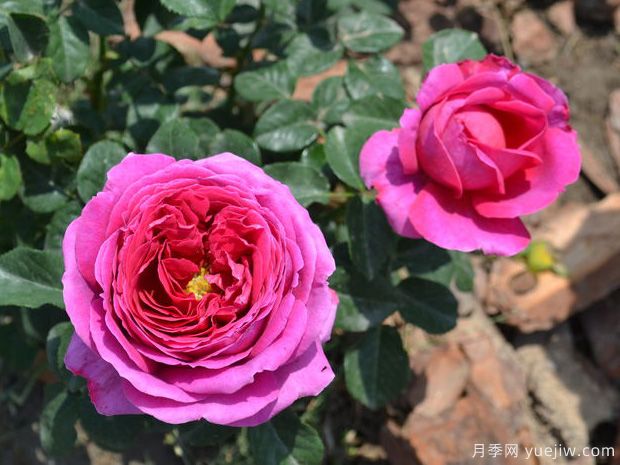 奥赛罗月季月季的优缺点是什么?(图1) 奥赛罗月季月季的优缺点是什么?(图1)