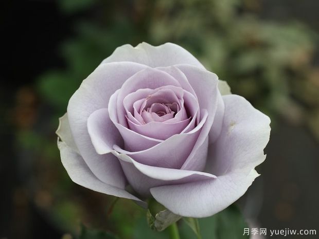 转蓝月季的优缺点是什么?(图1) 转蓝月季的优缺点是什么?(图1)