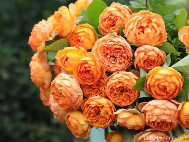 揭秘受欢迎的8个月季品种,你喜欢哪个?(图1) 揭秘受欢迎的8个月季品种,你喜欢哪个?(图1)