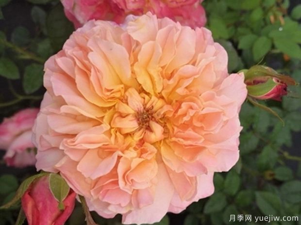 伊迪丝月季的优缺点是什么？(图1)