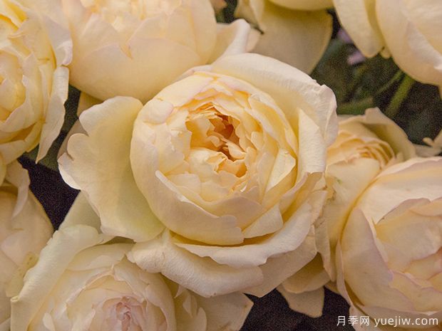 象牙伊芙伯爵月季的优缺点是什么？(图1)