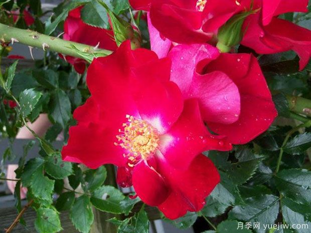 多特蒙德月季(图1)