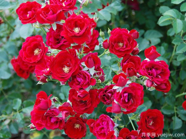 樱桃冰霜月季的优缺点是什么?(图1) 樱桃冰霜月季的优缺点是什么?(图1)