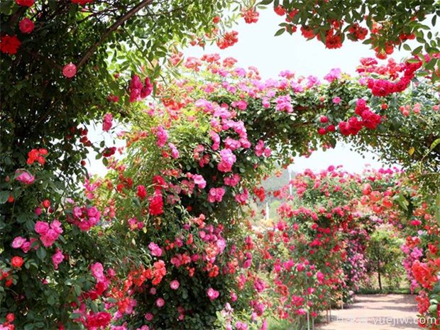 藤本月季是当代城市多层次多方位园林美化的魔术师(图1) 藤本月季是当代城市多层次多方位园林美化的魔术师(图1)