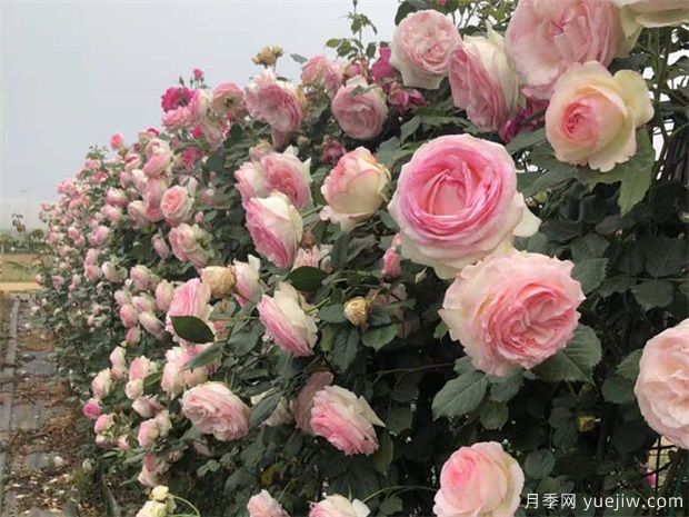 藤本月季是当代城市多层次多方位园林美化的魔术师(图2) 藤本月季是当代城市多层次多方位园林美化的魔术师(图2)