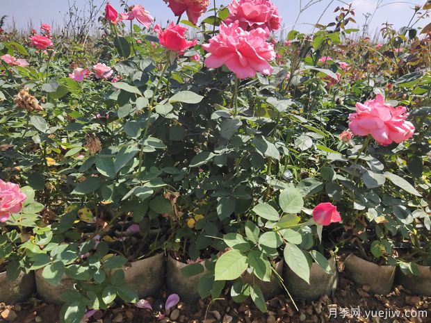 月季花该如何修剪才能长得更好看?管理技巧有哪些?(图1) 月季花该如何修剪才能长得更好看?管理技巧有哪些?(图1)