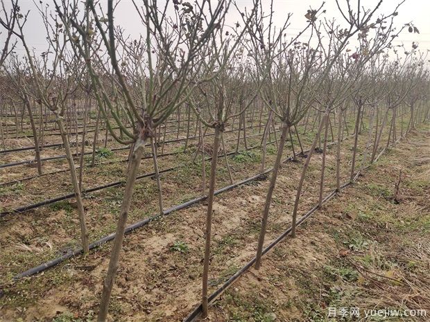 2022年1月最新棒棒糖月季树的批发价格(图2) 2024年初春最新棒棒糖月季树的批发价格(图2)