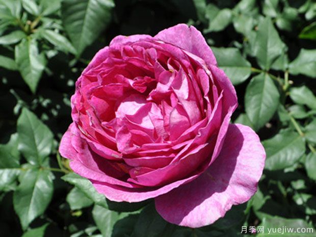 卡门伍尔特月季(图1) 卡门伍尔特月季/卡门伍兹(图2)