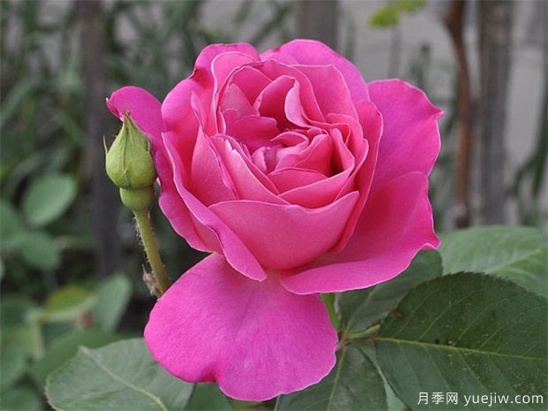 让同一盆的月季花同一天开花,应该如何做?(图1) 让同一盆的月季花同一天开花,应该如何做?(图1)