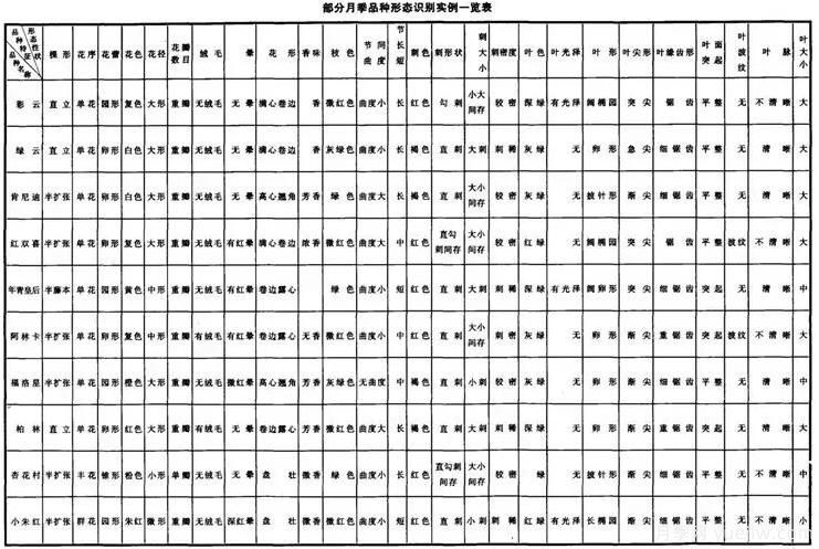如何快速识别月季品种?(图1) 如何快速识别月季品种?(图1)