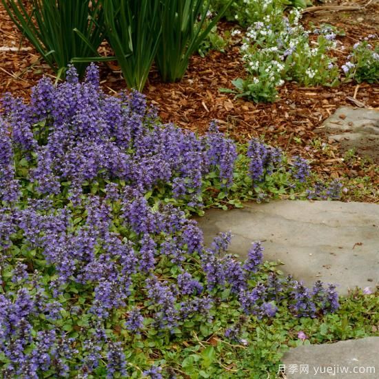 除了地被月季,还有适合在花园种植的20种地被植物(图2) 除了地被月季,还有适合在花园种植的20种地被植物(图2)