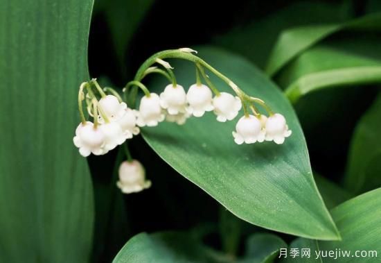 除了地被月季,还有适合在花园种植的20种地被植物(图4) 除了地被月季,还有适合在花园种植的20种地被植物(图4)