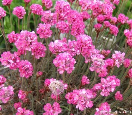 除了地被月季,还有适合在花园种植的20种地被植物(图6) 除了地被月季,还有适合在花园种植的20种地被植物(图6)