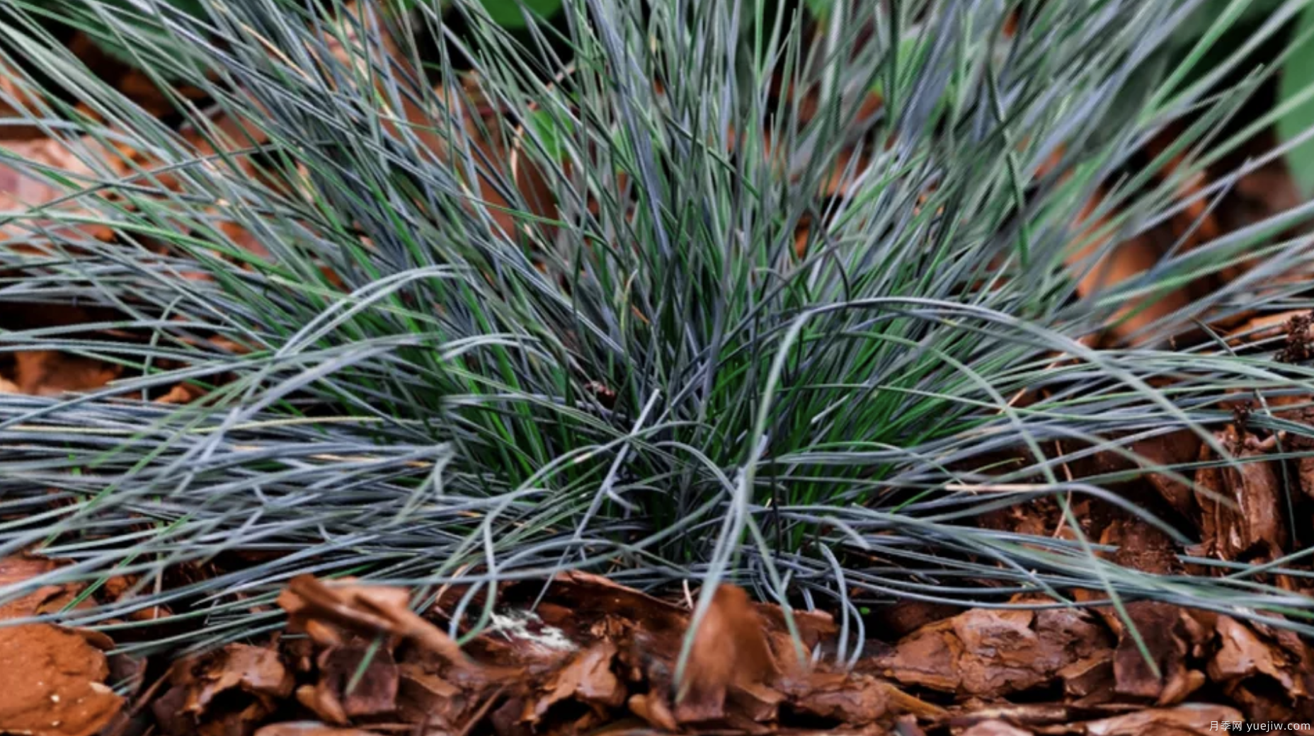 除了地被月季,还有适合在花园种植的20种地被植物(图8) 除了地被月季,还有适合在花园种植的20种地被植物(图8)