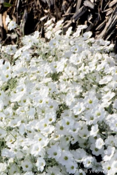 除了地被月季,还有适合在花园种植的20种地被植物(图14) 除了地被月季,还有适合在花园种植的20种地被植物(图14)