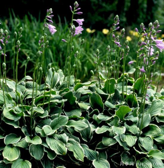 除了地被月季,还有适合在花园种植的20种地被植物(图18) 除了地被月季,还有适合在花园种植的20种地被植物(图18)