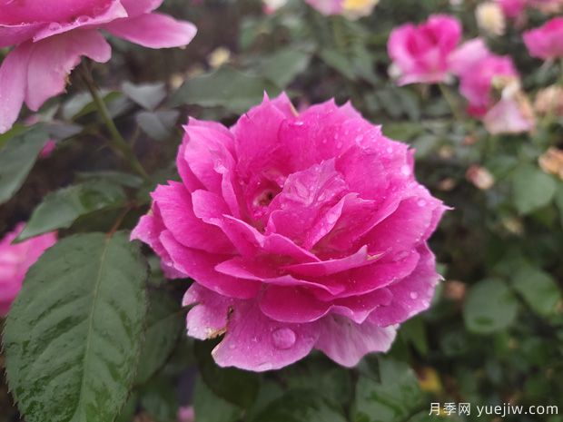 花期长达300天,天方夜谭月季的养护方法(图2) 花期长达300天,天方夜谭月季的养护方法(图2)