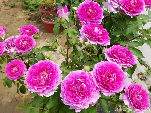 花期长达300天,天方夜谭月季的养护方法(图3) 花期长达300天,天方夜谭月季的养护方法(图3)