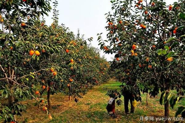 2022年最值钱紧缺苗木是什么?常见的苗木品种有哪些?(图1) 2022年最值钱紧缺苗木是什么?常见的苗木品种有哪些?(图1)