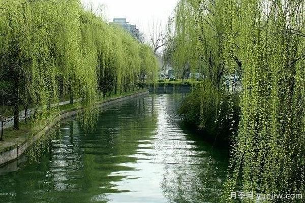 2022年最值钱紧缺苗木是什么?常见的苗木品种有哪些?(图2) 2022年最值钱紧缺苗木是什么?常见的苗木品种有哪些?(图2)