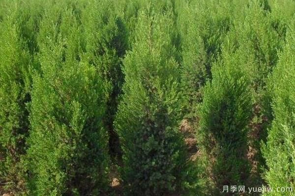 2022年最值钱紧缺苗木是什么?常见的苗木品种有哪些?(图4) 2022年最值钱紧缺苗木是什么?常见的苗木品种有哪些?(图4)