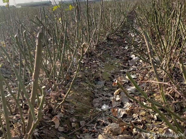 月季的安全越冬方法介绍(图1) 月季的安全越冬方法介绍(图1)