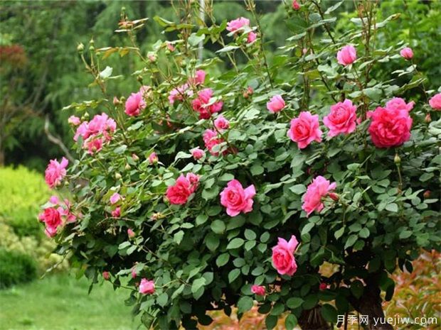 9月月季管理,月季夏末修剪爆秋花(图1) 9月月季管理,月季夏末修剪爆秋花(图1)