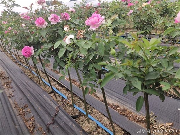 月季黑杆的原因和处理方法(图1) 月季黑杆的原因和处理方法(图1)