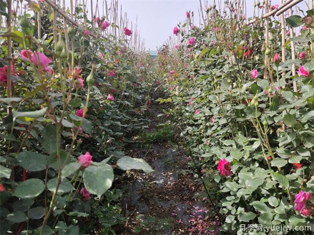 花卉苗木月季交易中的术语简介(图1) 花卉苗木月季交易中的术语简介(图1)